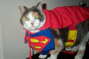 funny_superman_cat_picture