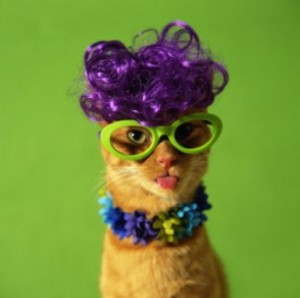 stylish-funny-cat